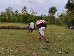 Gerebek Judi Sabung Ayam, Polsek Weliman Berhasil Ringkus Satu Pelaku