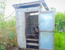 Mangkrak Hingga Jadi Kandang Babi, Septic Tank di Raimataus Sudah di PHO