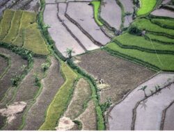Kasus Dugaan Korupsi Cetak Sawah Fiktif di Kabupaten Belu: Mantan Kadistan RA Sarankan Begini