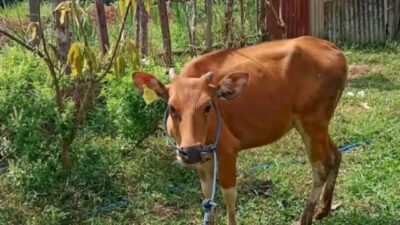 Pengadaan Sapi di Desa Babulu Selatan, Warga Mengaku Hanya Diberikan Uang Senilai 2 Juta Rupiah