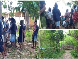 Sasitamean, Malaka Jadi Arena Judi Sabung Ayam dan Bola Guling