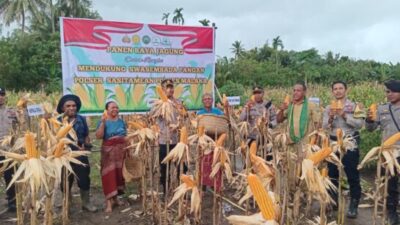 Kapolres Malaka Pimpin Panen Raya Jagung Gapoktan Sinar Budai Dukung Ketahanan Pangan di NTT