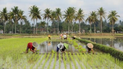 Hilirisasi Pertanian Buka 1,6 Juta Lapangan Kerja Baru di Desa