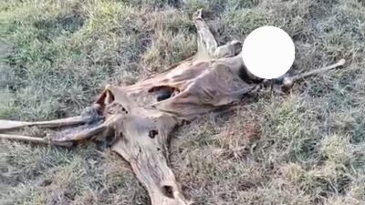 Heboh! Mayat Tanpa Identitas Ditemukan di Pantai Cemara Abudenok, Polisi Lakukan Penyelidikan 
