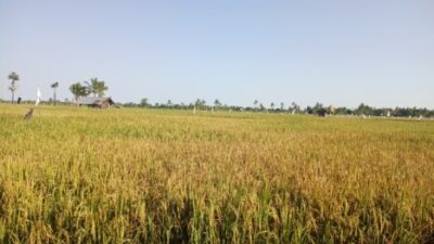 Musim Tanam Kedua Sukses, Petani Malaka Puji Kepemimpinan SBS–HMS, Air Irigasi Melimpah