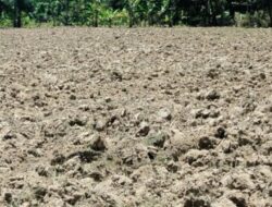 DPRD Malaka Dorong Penambahan Traktor: Atasi Keterbatasan Alat Berat demi Jangkau Semua Petani dalam Program Balik Tanah Gratis