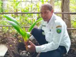 Warga Desa Kusa Tanam Pohon “SBS” untuk Abadikan Kebaikan Bupati Malaka