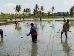 45 Ha Sawah Sudah Ditanam, Kekurangan Traktor Jadi Kendala Musim Tanam di Rabasa Haerain