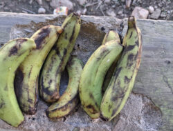Orang Tua Penerima MBG Bayi dan Balita Desa Umalawain Tunjukkan Foto Pisang Diduga Karbitan